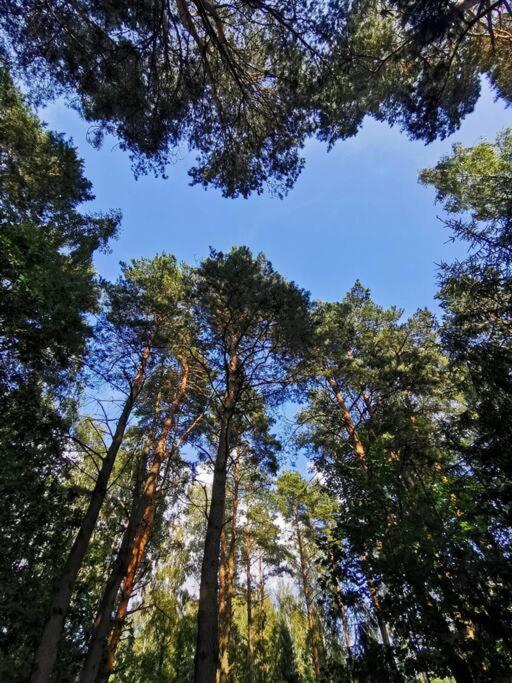 Okno Na Las Wola Polska Luaran gambar